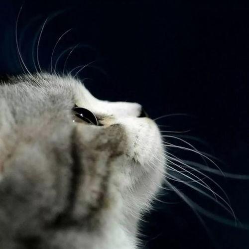 娱乐吃瓜猫作品原声,原声音乐背后的故事与魅力